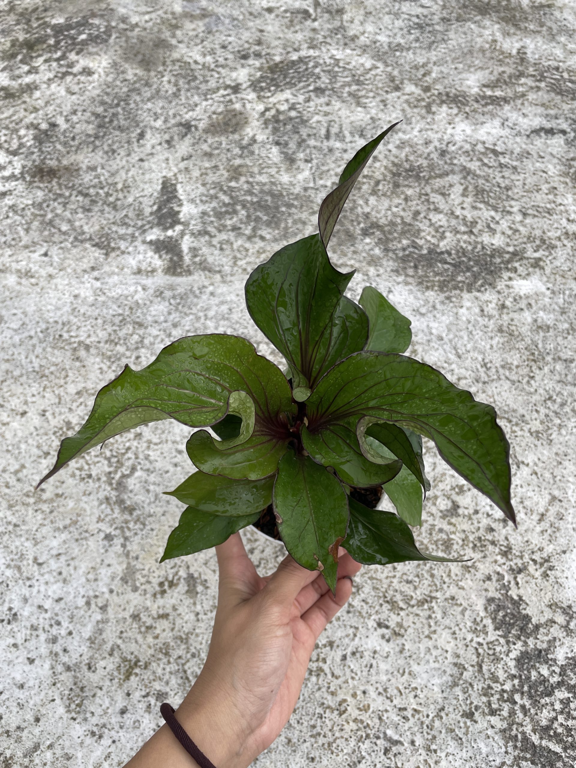 Brownii Pink Variegated: Strength Meets Elegance