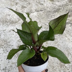 Hokeri Sweeta 5 Line