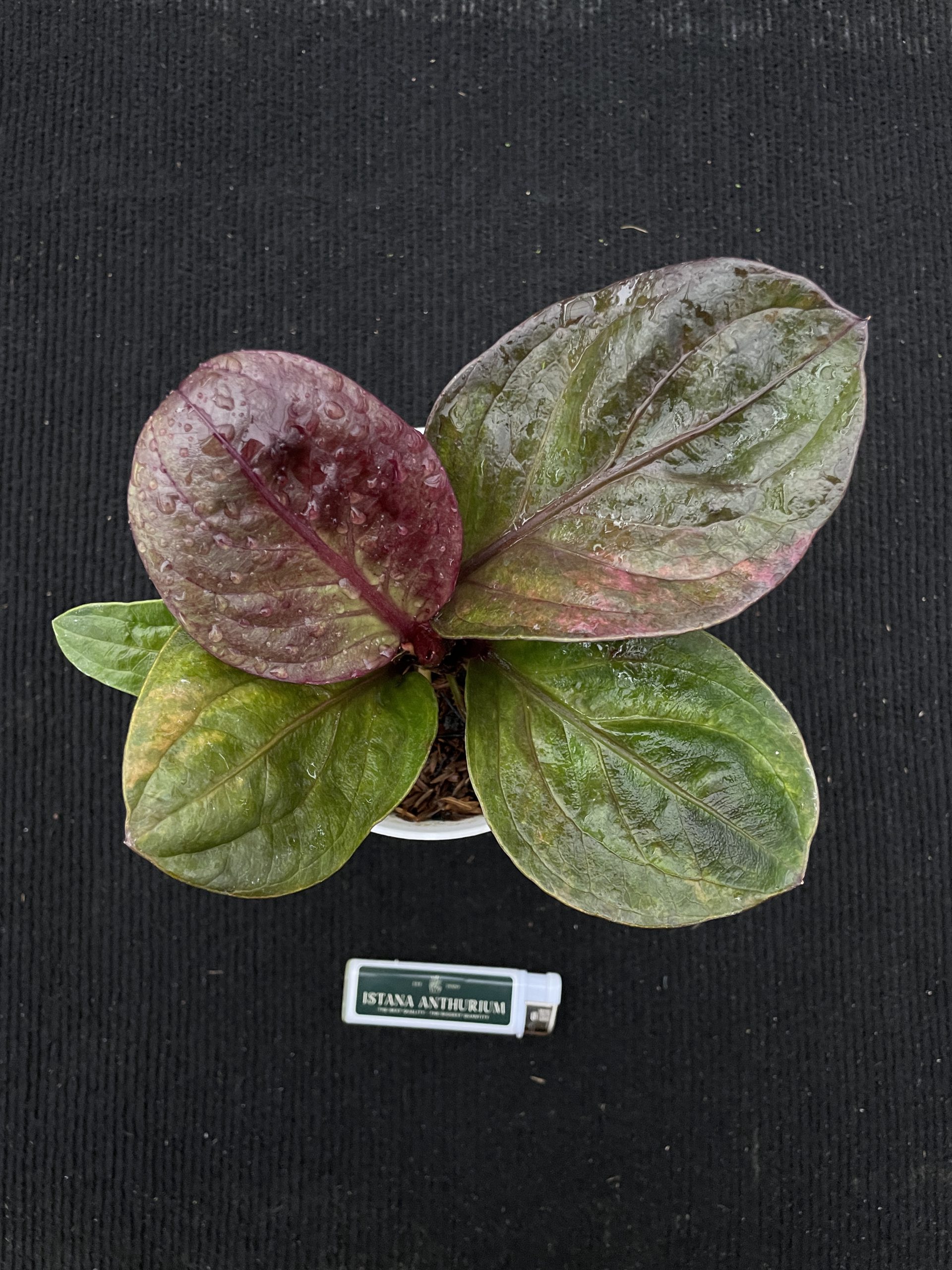 Black Label - Image 2