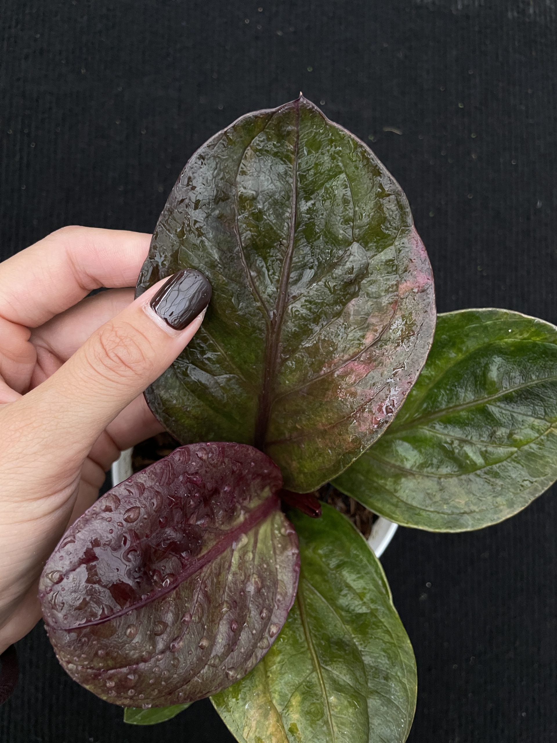 The Unique Charm of Hookeri Sweeta Maroon