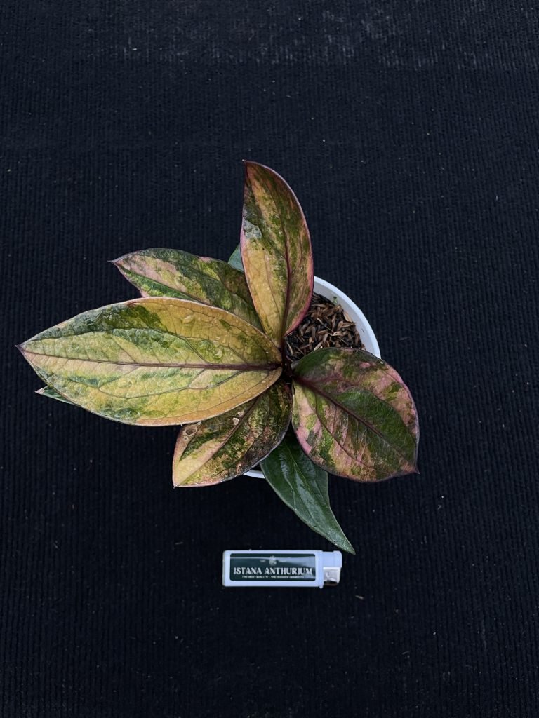 JENMANII PINK SUNSET VARIEGATED