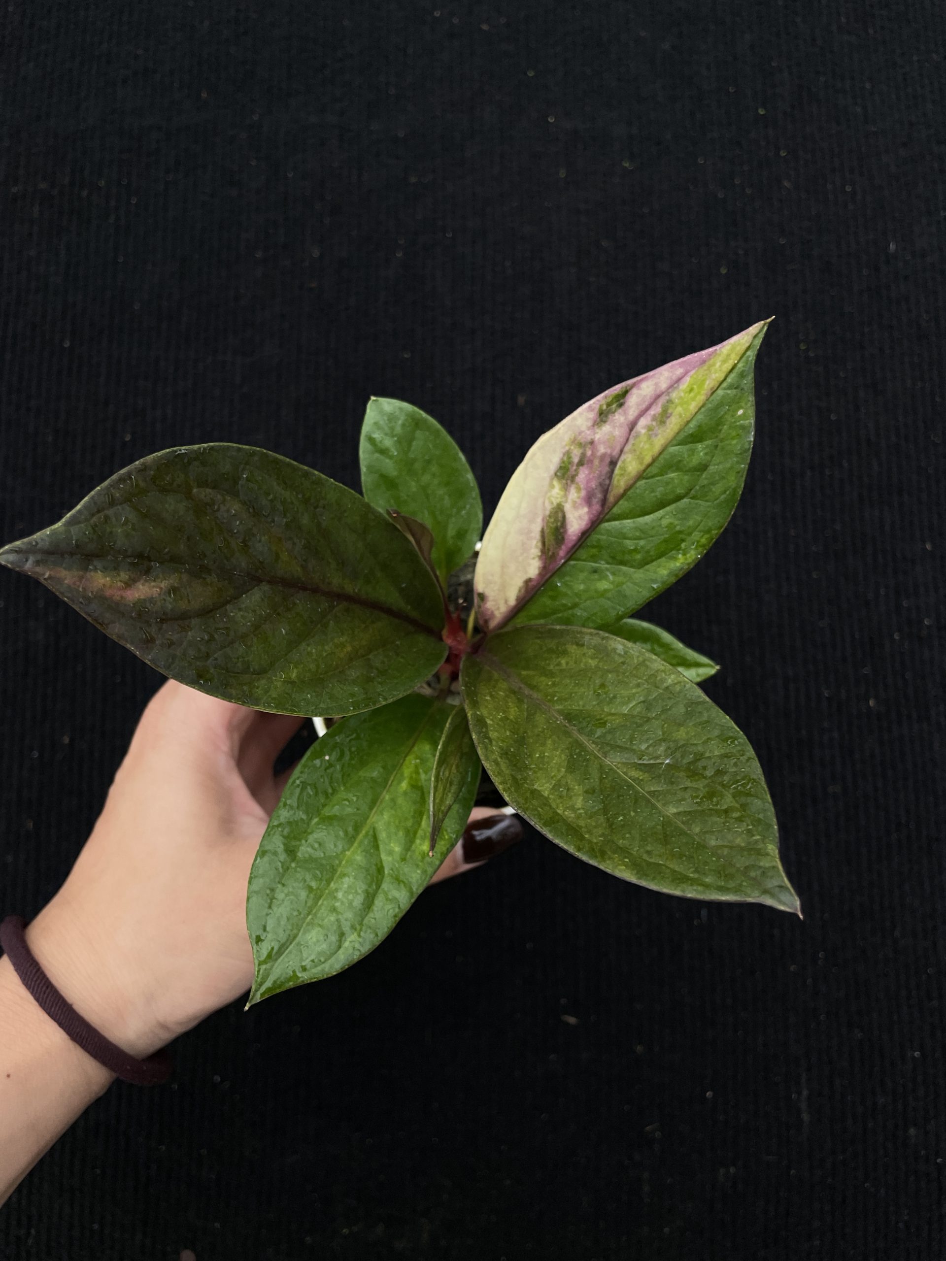 🌸 The Story of Pink Jenmanii Variegated