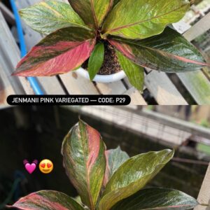 JENMANII PINK VARIEGATED