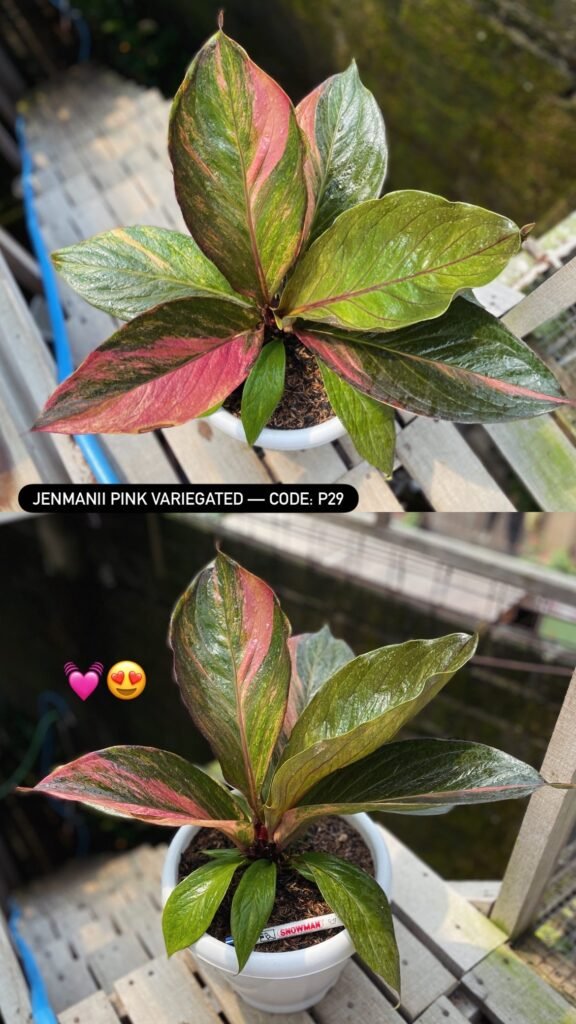 JENMANII PINK VARIEGATED