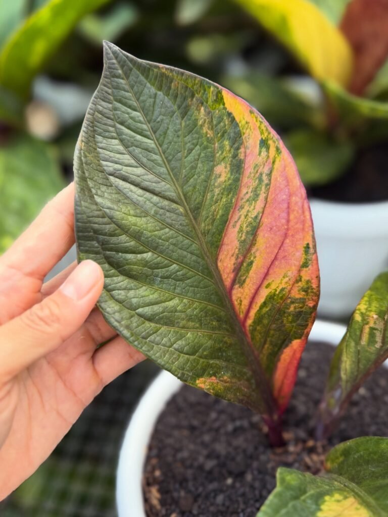 JENMANII PINK VARIEGATED