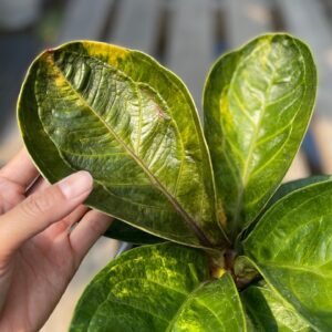 JENMANII VARIEGATED - MANGKOK
