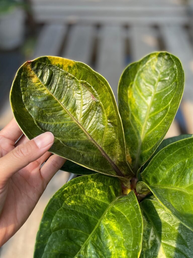 JENMANII VARIEGATED - MANGKOK