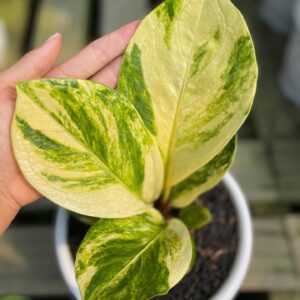 JENMANII WHITE VARIEGATED