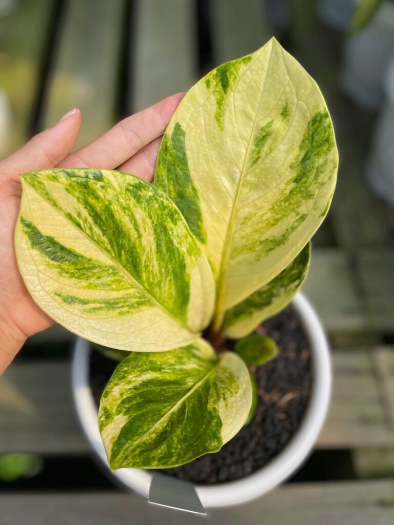 JENMANII WHITE VARIEGATED