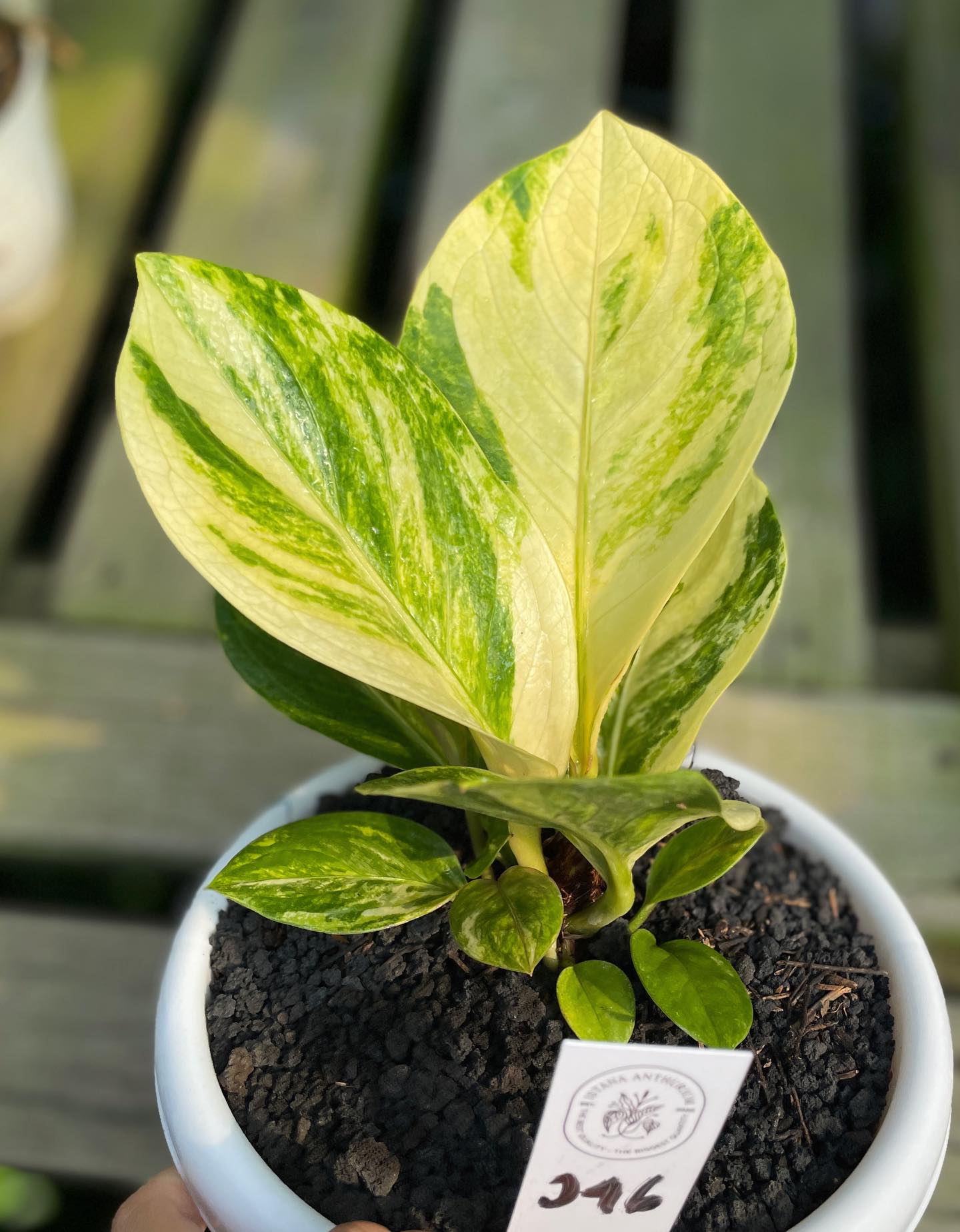 JENMANII WHITE VARIEGATED - Image 2