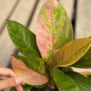 JENMANII PINK VARIEGATED