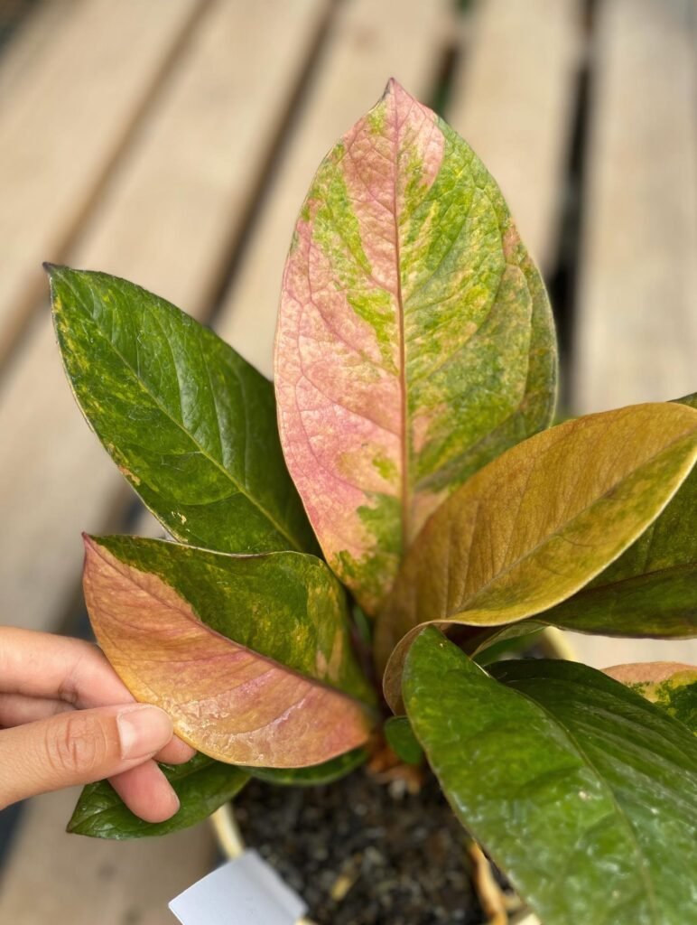 JENMANII PINK VARIEGATED