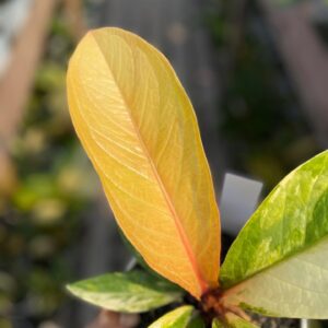 JENMANII PINK BLOSSOM VARIEGATED