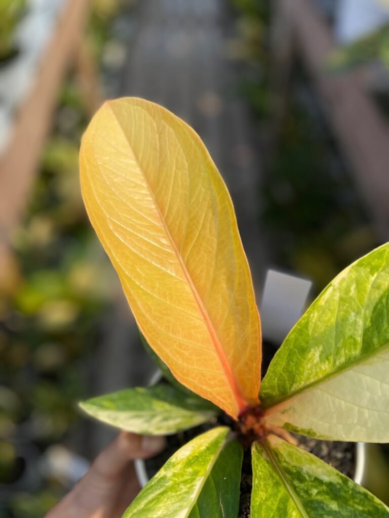 JENMANII PINK BLOSSOM VARIEGATED