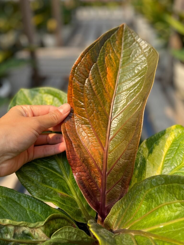 JENMANII PINK VARIEGATED