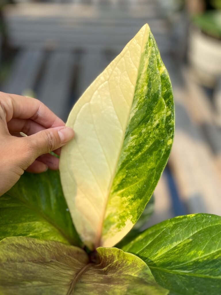 JENMANII WHITE VARIEGATED