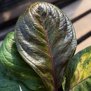 JENMANII ESPRESSO VARIEGATED - COBRA