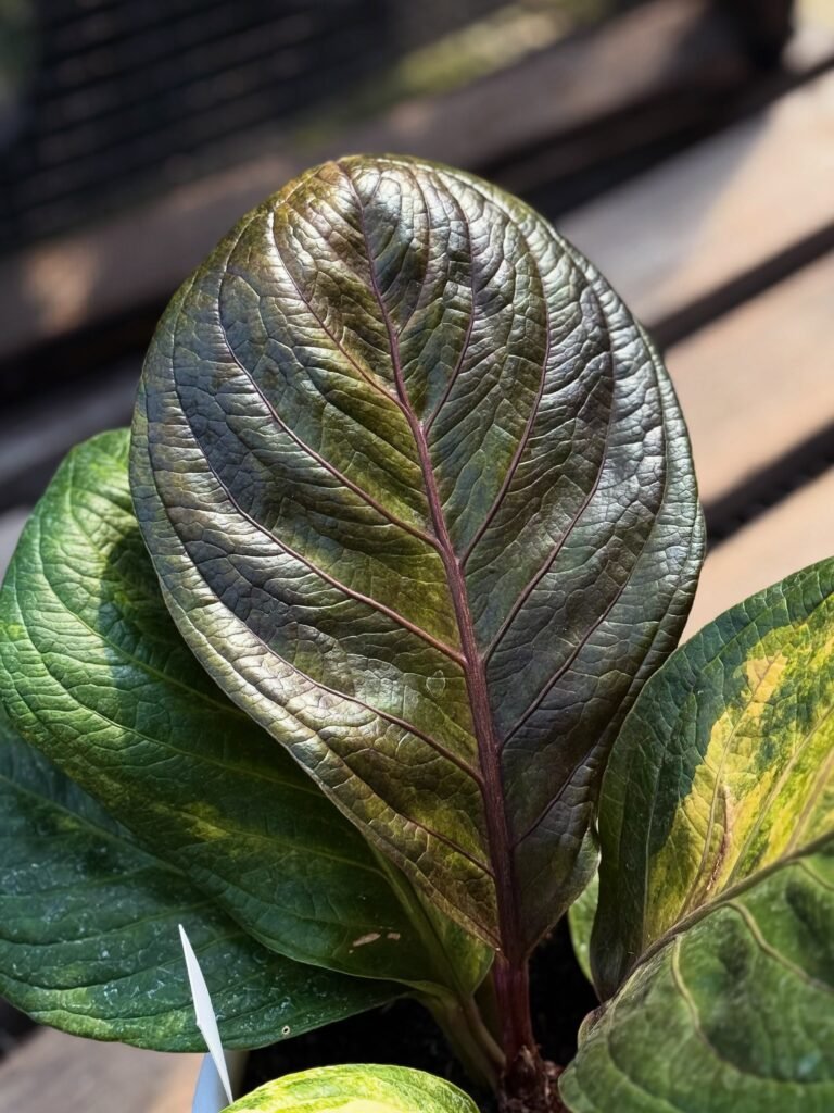 JENMANII ESPRESSO VARIEGATED - COBRA
