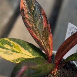 JENMANII BLACK RED