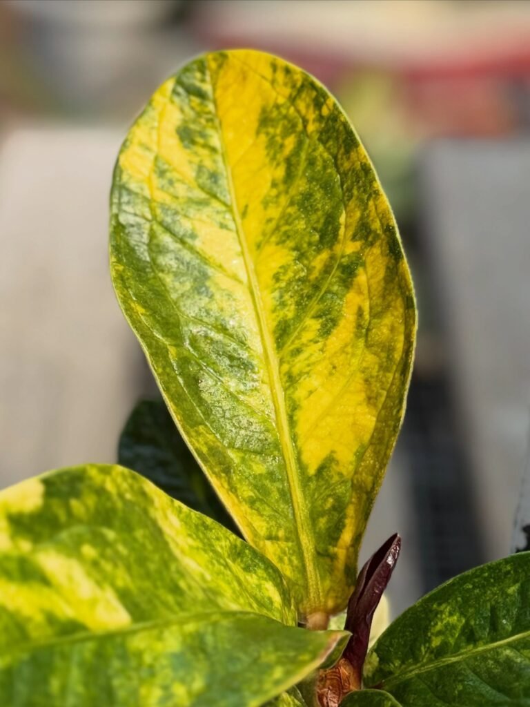 JENMANII YELLOW VARIEGATED