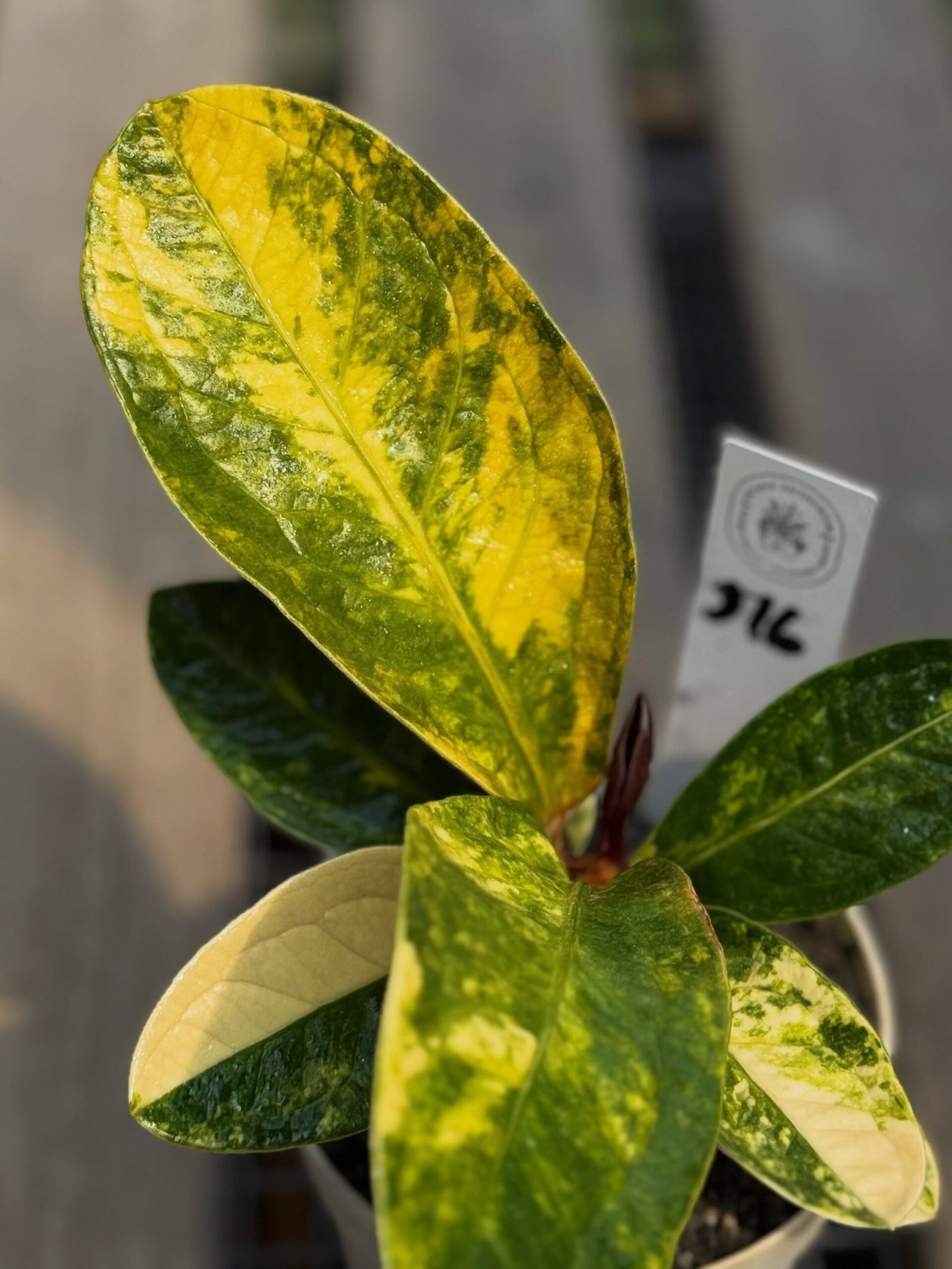 JENMANII YELLOW VARIEGATED - Image 2