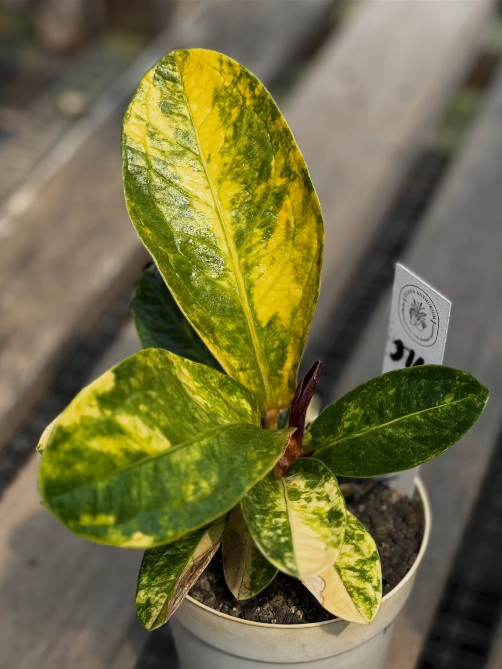 JENMANII YELLOW VARIEGATED - Image 3