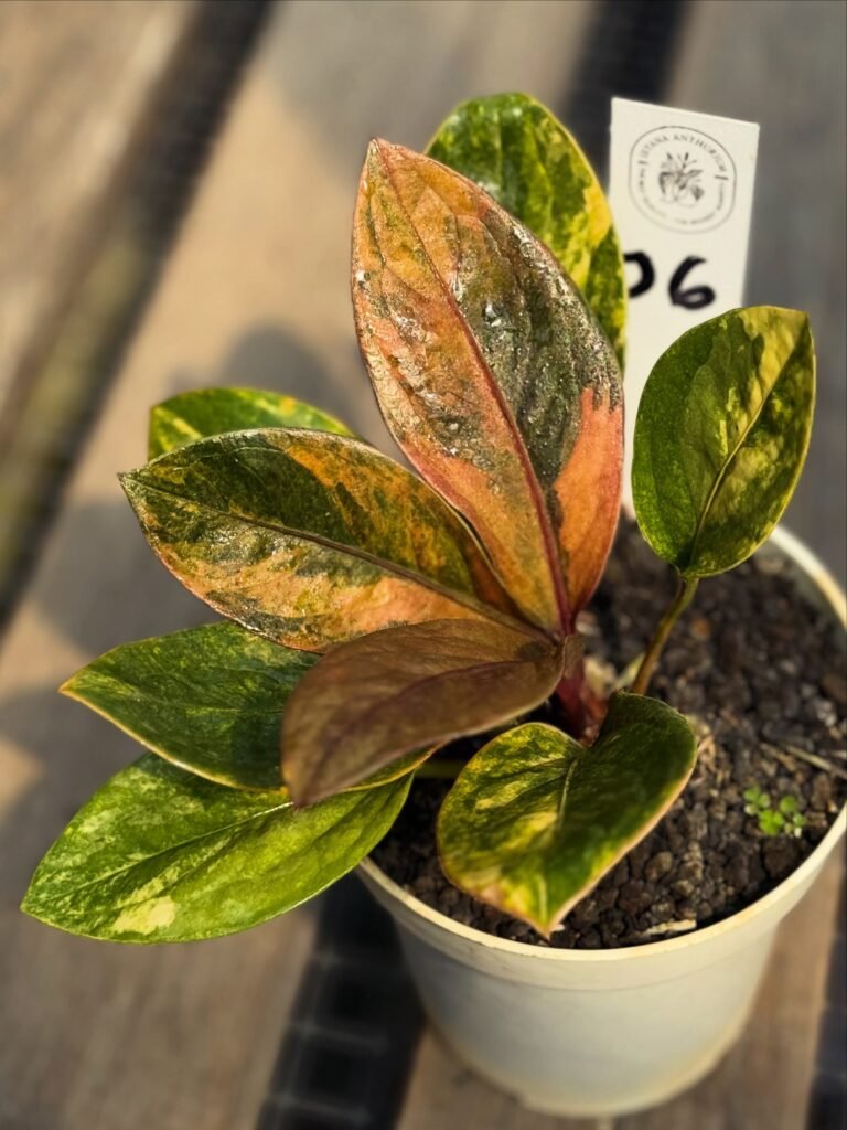 JENMANII PINK VARIEGATED