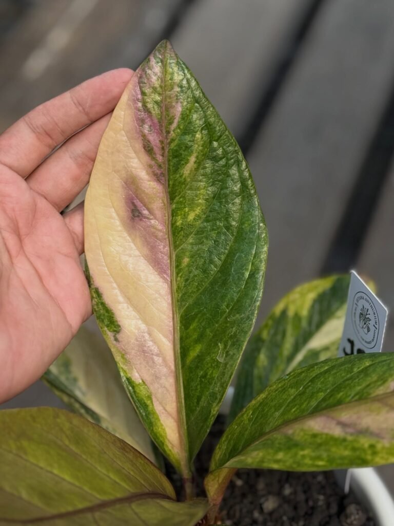 JENMANII PURPLE VARIEGATED