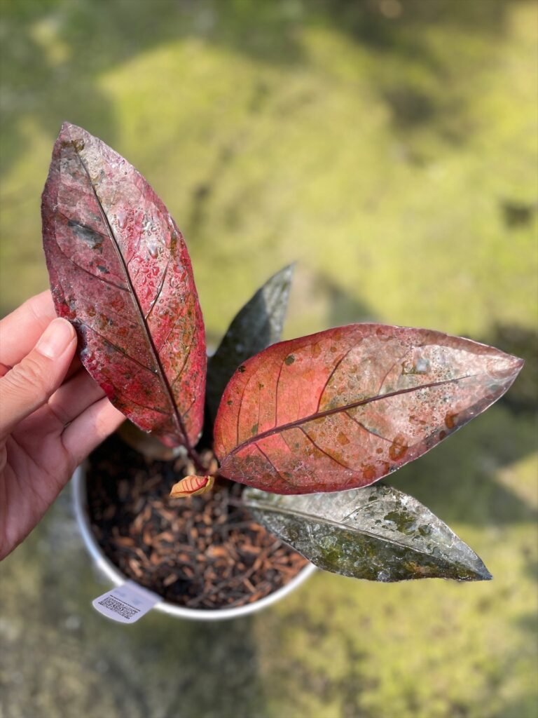 HOOKERI SWEETA PINK POLKADOT