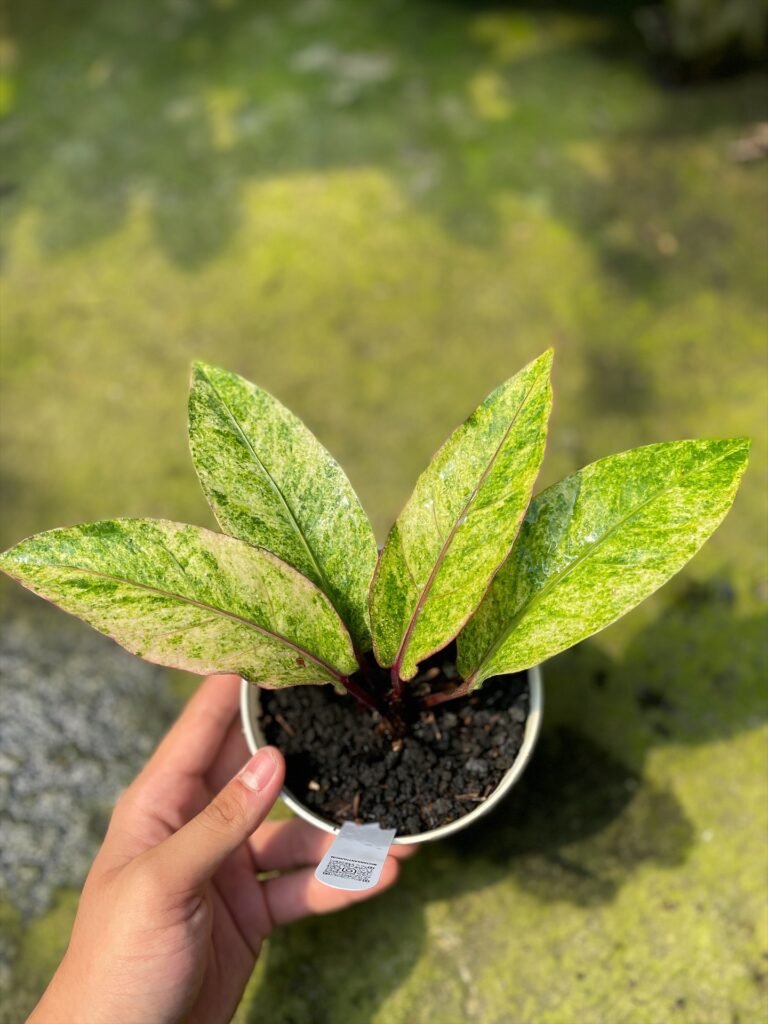 HOOKERI SWEETA PINK POLKADOT