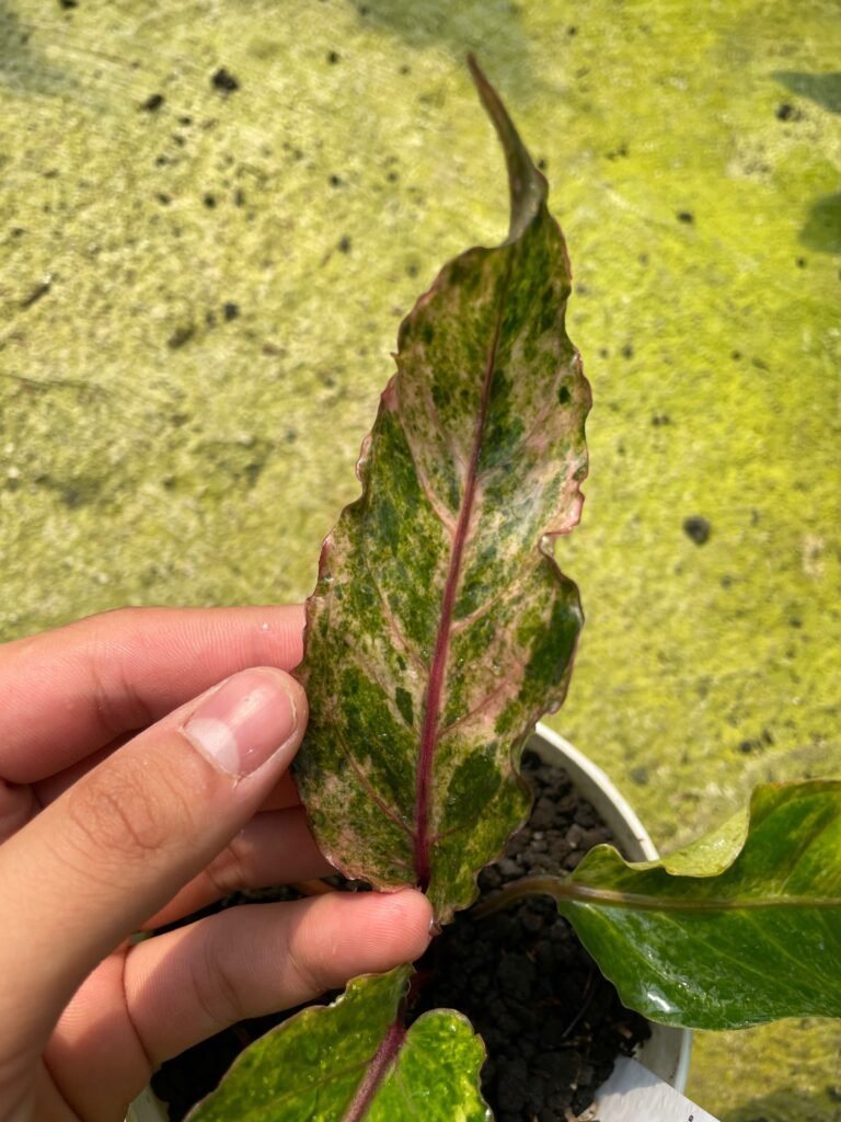 HYBRID HOOKERI x WAVE OF LOVE
