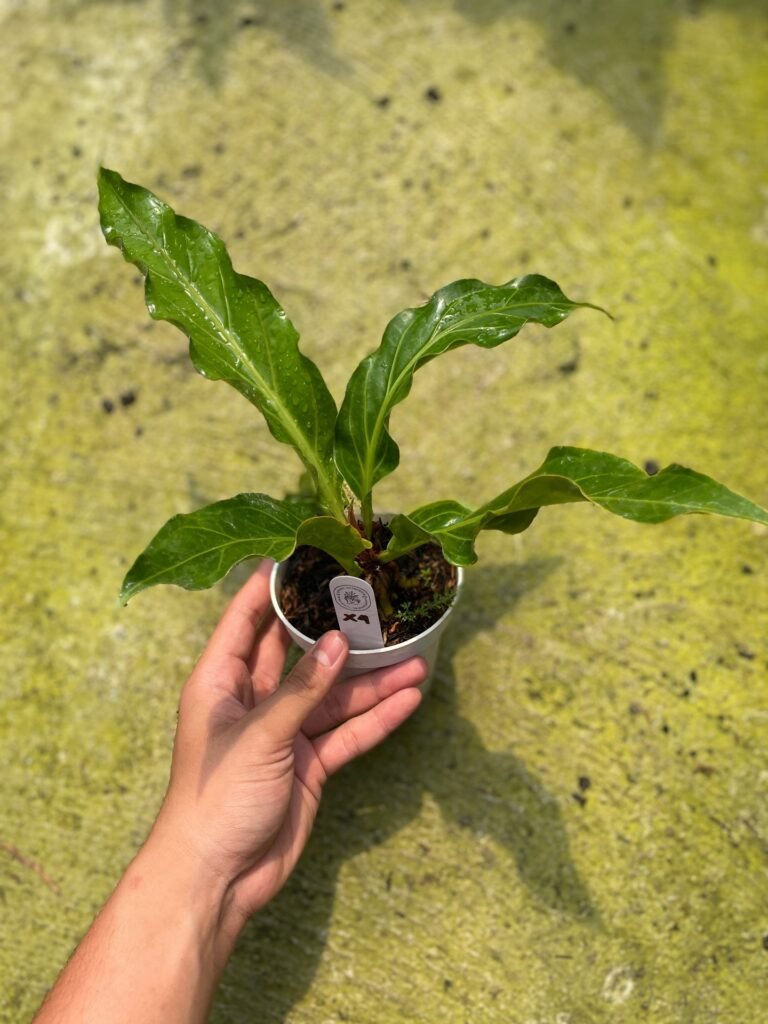 HYBRID HOOKERI x KERIS